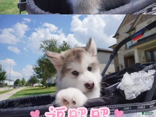 Alaskan Malamute dogs Fu Zhaozhao - Ad 25