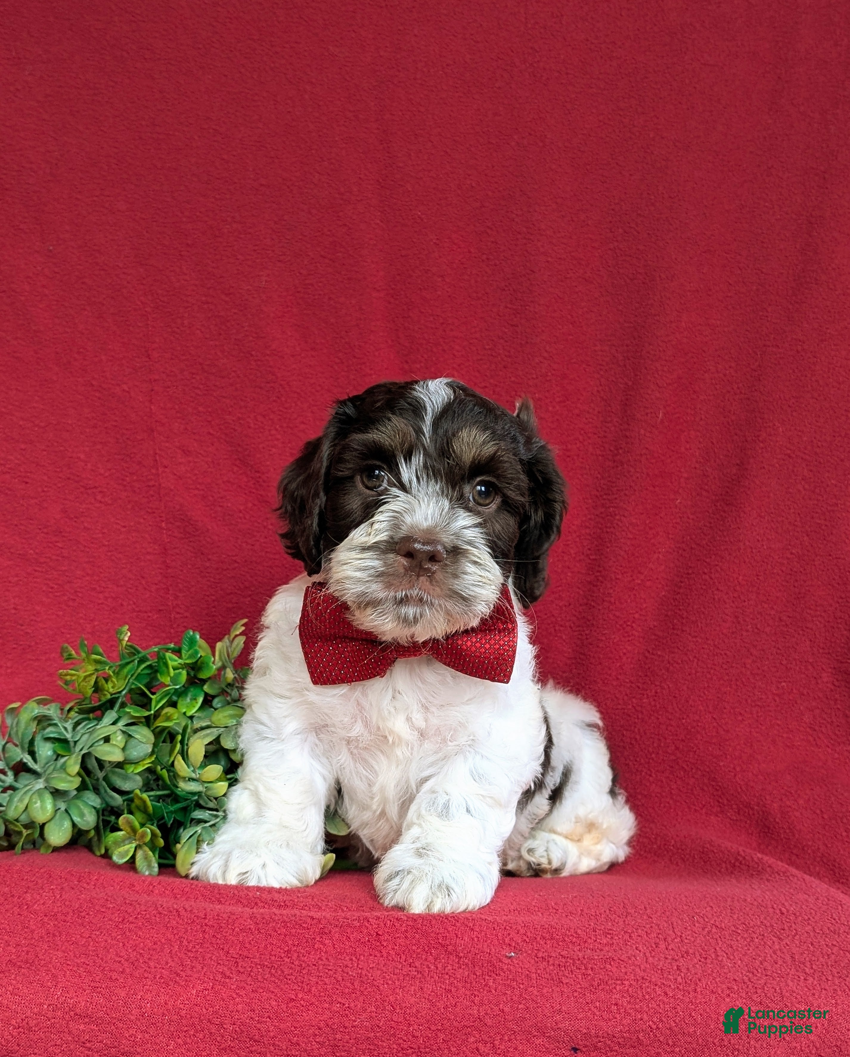 Cockapoo dogs Buddy - Ad 2