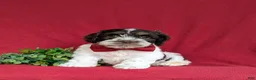 Cockapoo dogs for sale: Buddy - Ad 2