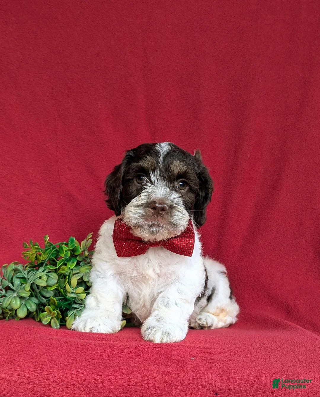 Cockapoo dogs for sale: Buddy - Ad 2