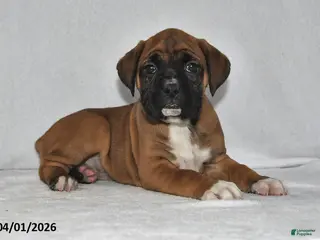 Boxer dogs for sale: Skyla - Ad 1