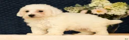Bichon Frise dogs for sale: Isaac - Ad 8