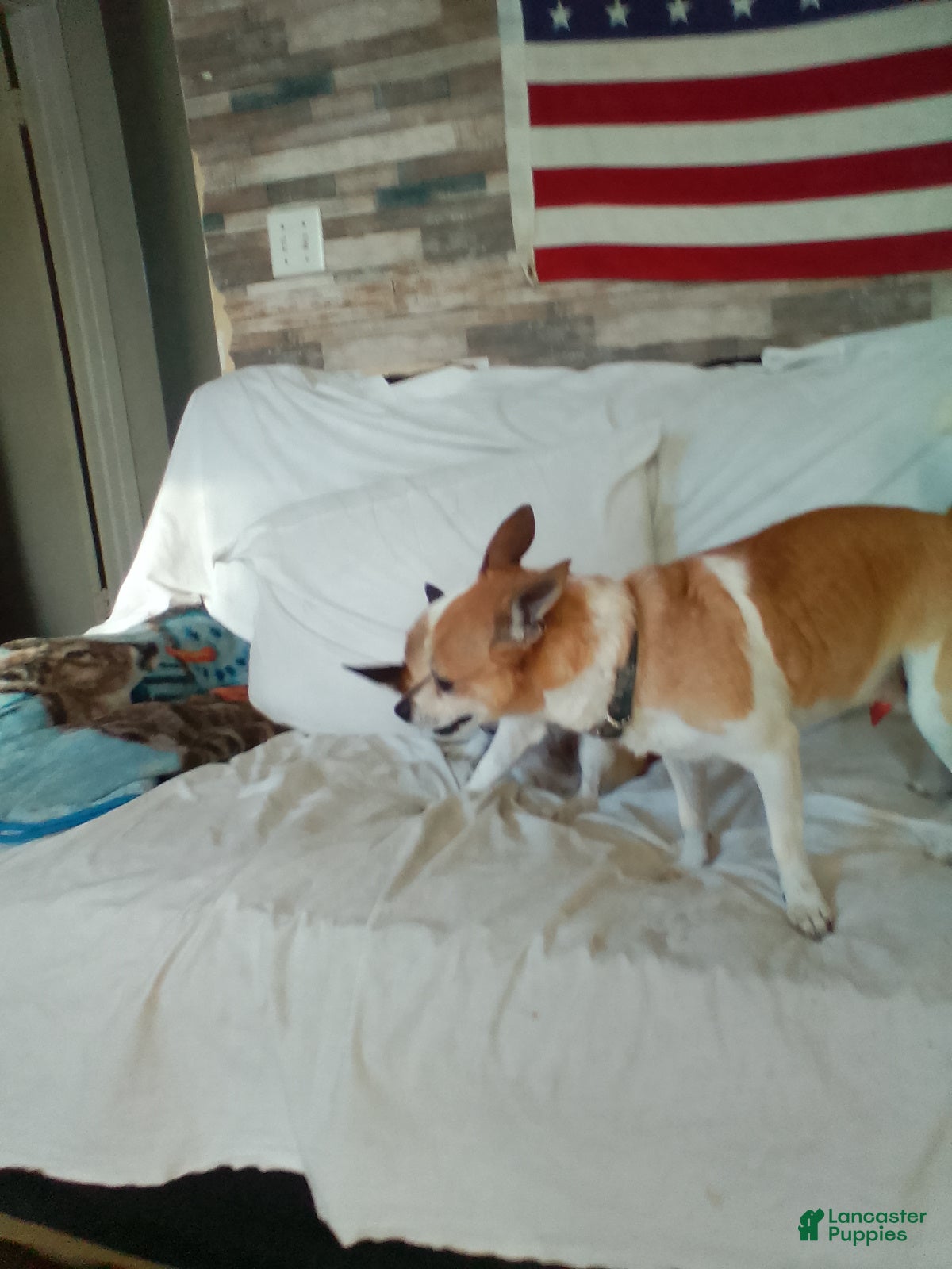 Jack Chi dogs Jack Chi 2 - Ad 9