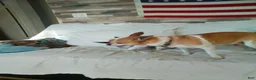 Jack Chi dogs for sale: Jack Chi 2 - Ad 1