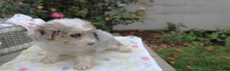 Mini Aussiedoodle dogs for sale: Aussie-doodle Puppy 4 benny - Ad 2