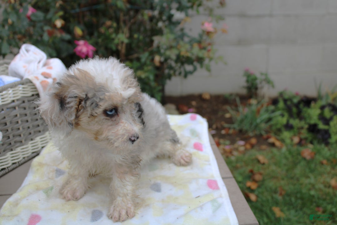 Mini Aussiedoodle dogs for sale: Aussie-doodle Puppy 4 benny - Ad 2