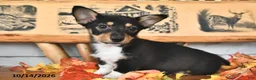 Welsh Corgi Pembroke dogs for sale: Benny  - Ad 4
