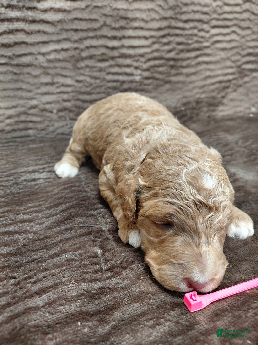 Mini Bernedoodle dogs for sale: Aspen - Ad 1