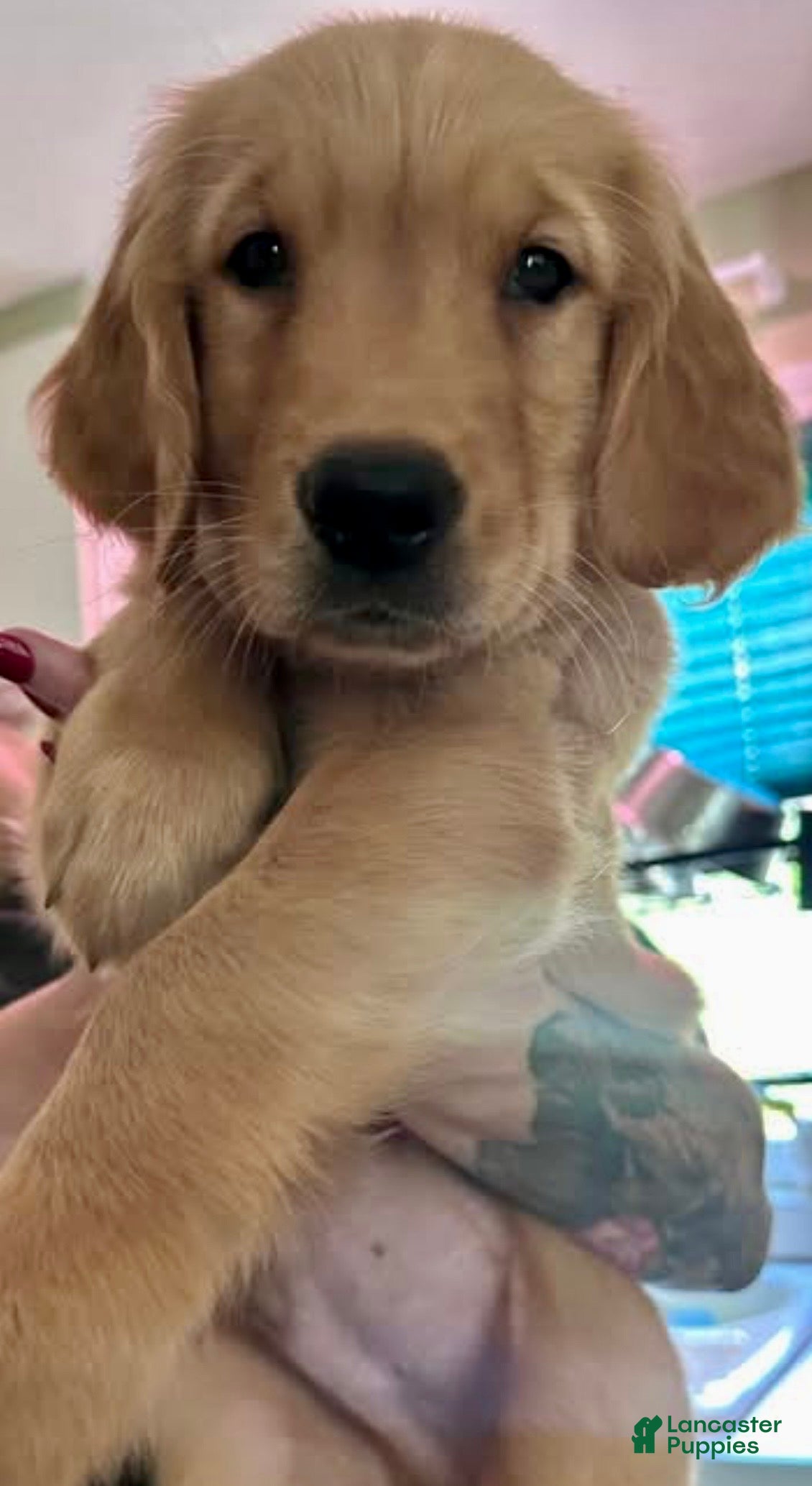 Golden Retriever dogs for sale: Oliver  - Ad 3
