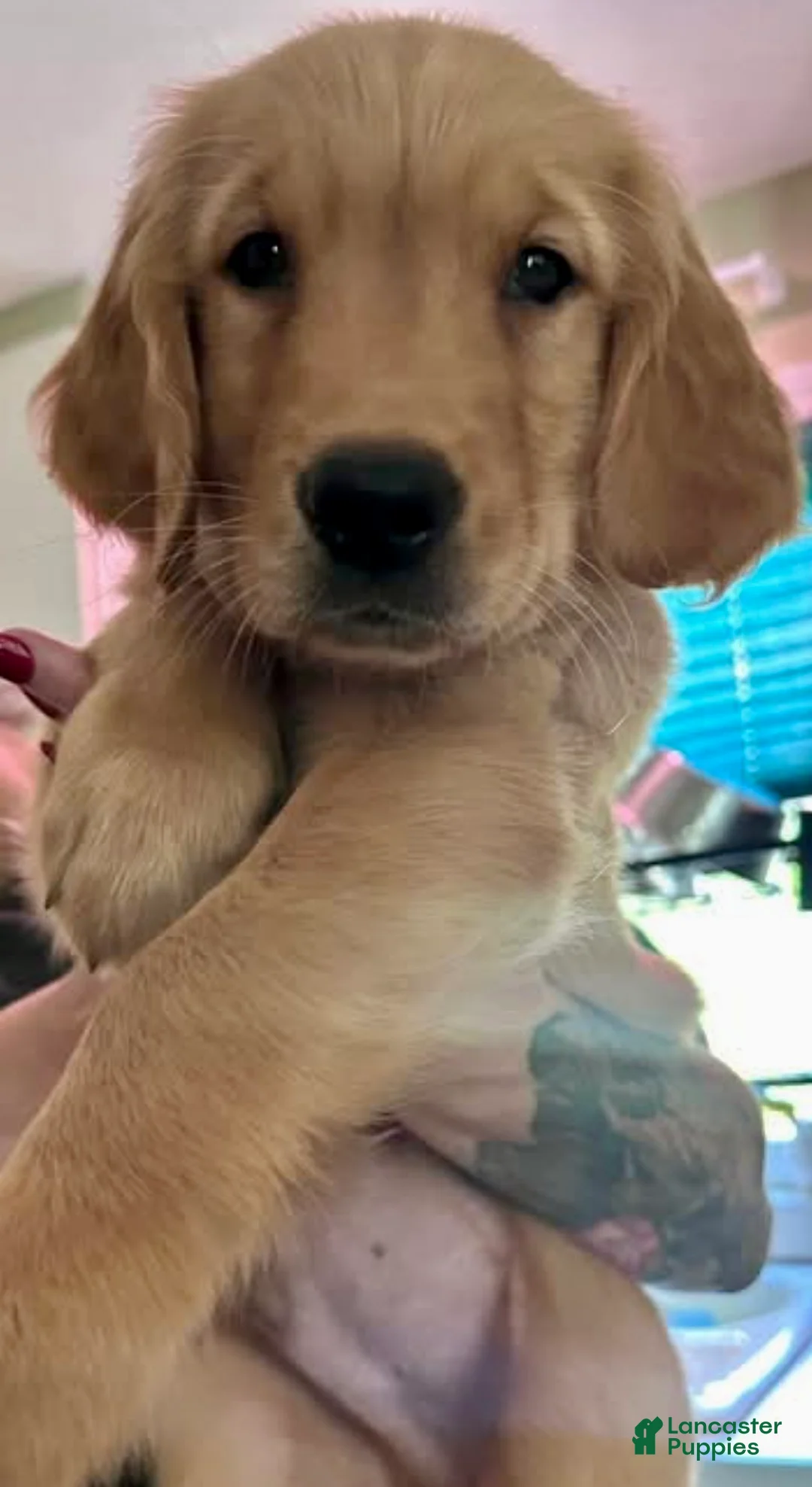 Golden Retriever dogs for sale: Oliver  - Ad 1