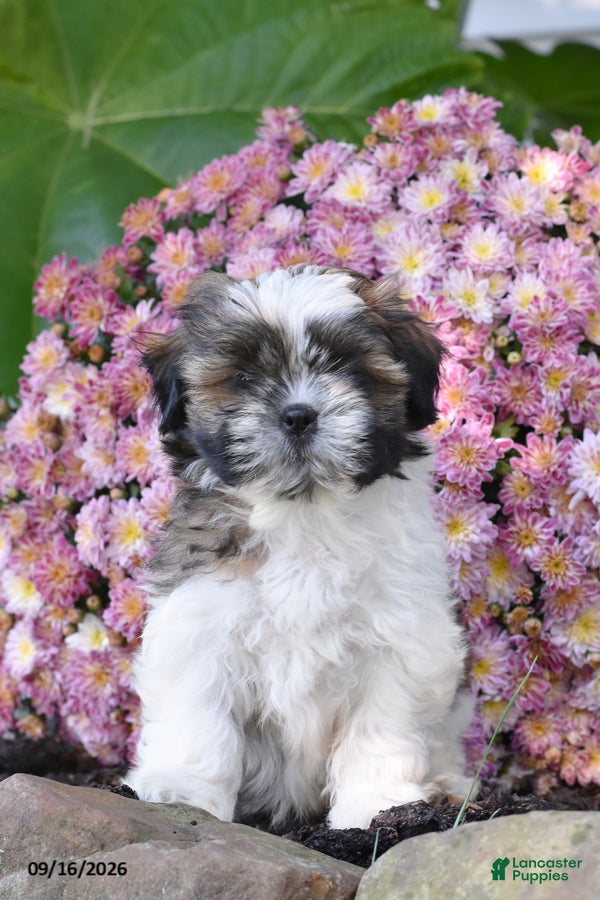 Shih Tzu dogs Blitz - Ad 2