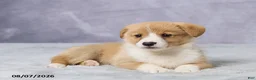 Welsh Corgi Pembroke dogs for sale: Atlas - Ad 7