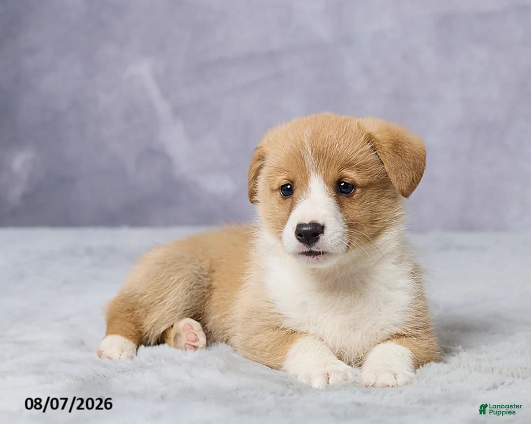 Welsh Corgi Pembroke dogs for sale: Atlas - Ad 7