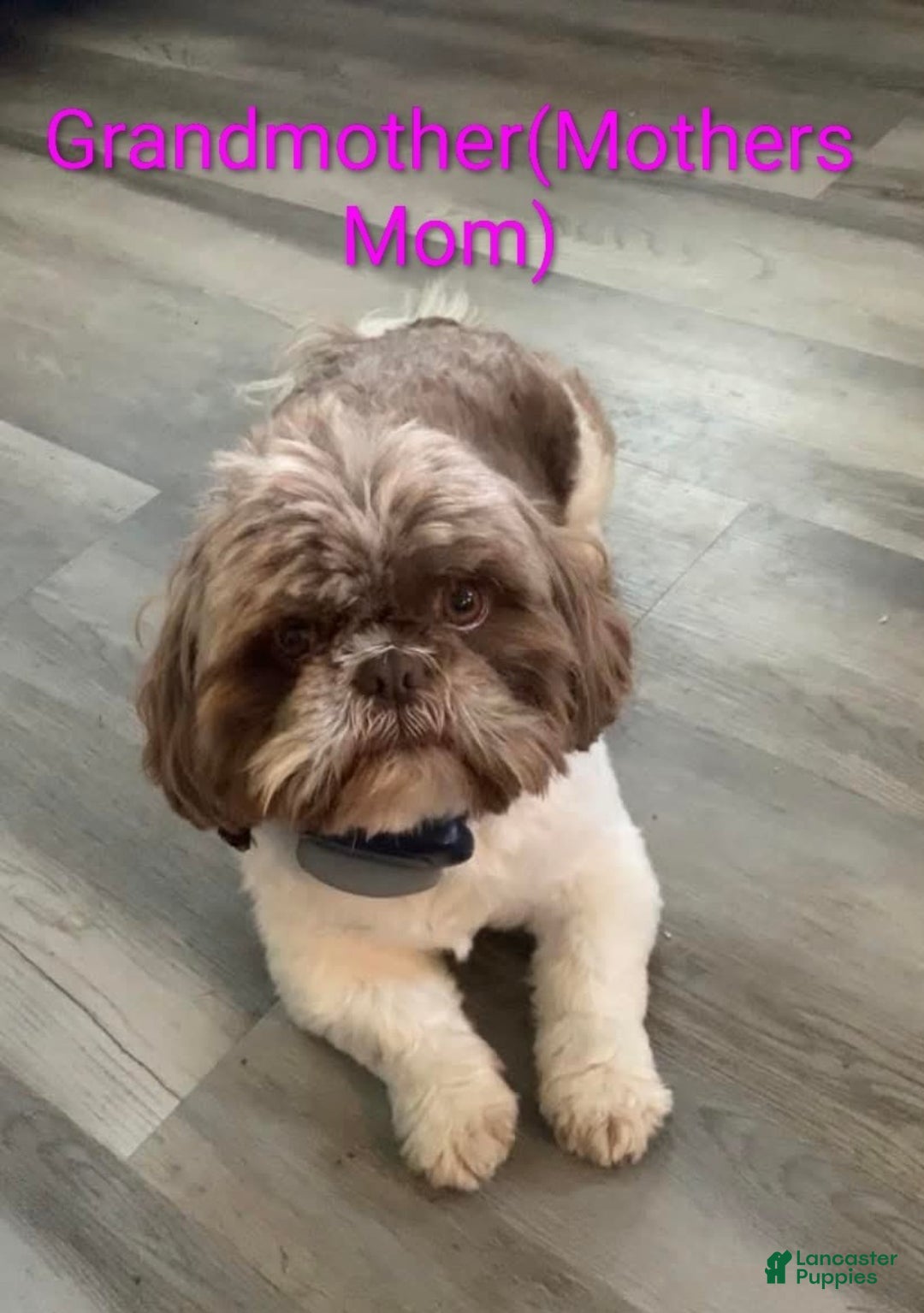 Mixed Breed dogs for sale: Mixed Breed Puppy 2 - Ad 4