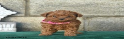 Miniature Poodle dogs for sale: Ginger  - Ad 1