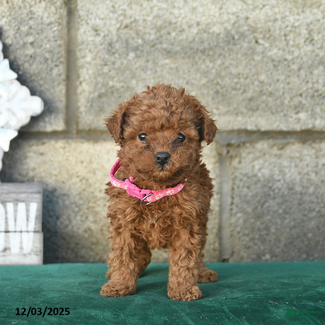 Miniature Poodle dogs for sale: Ginger  - Ad 1