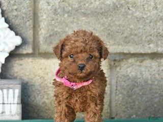 Miniature Poodle dogs Ginger - Ad 38