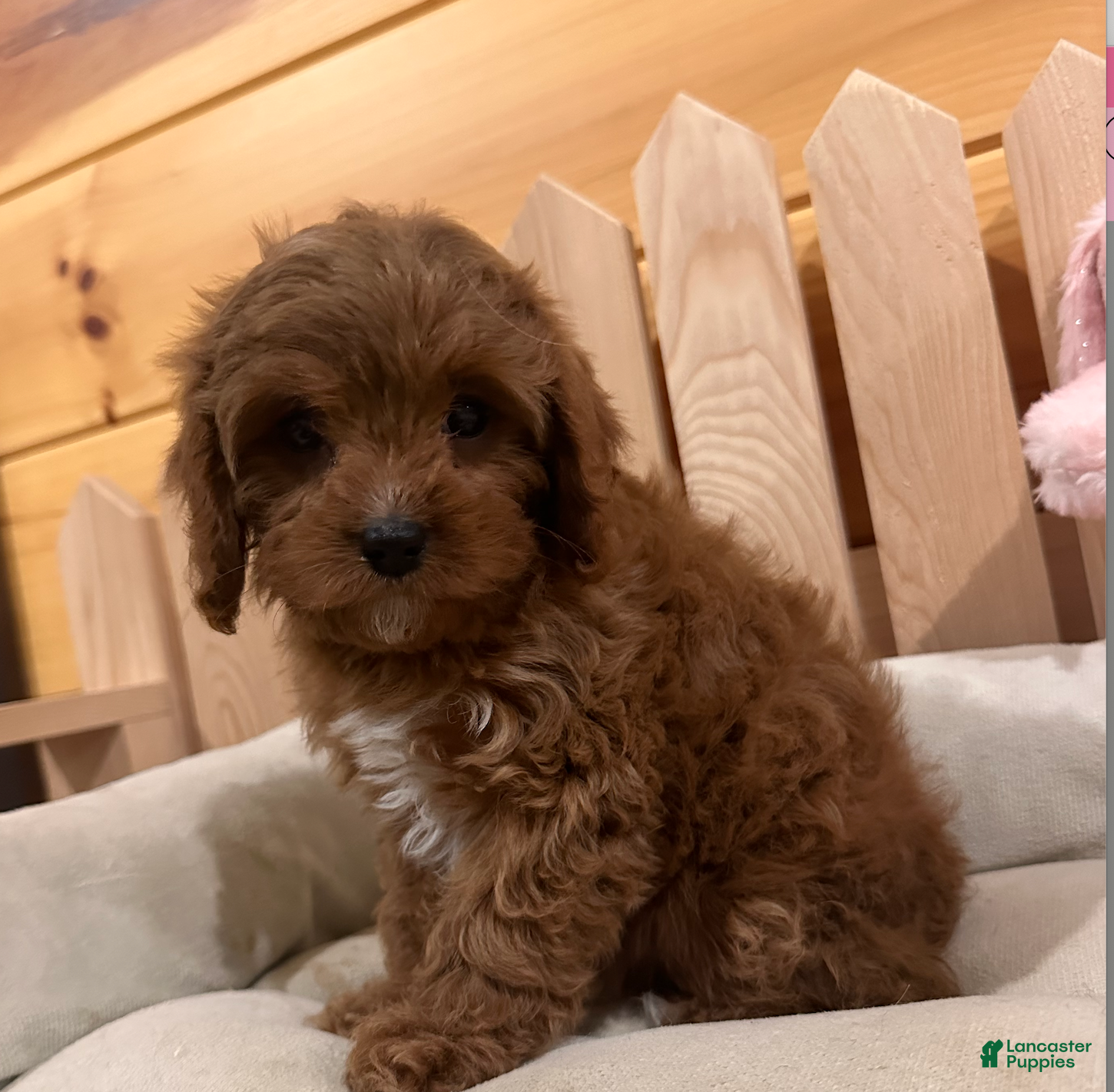 Cavapoo dogs Hazel- POTTY TRAINING NOW - Ad 3