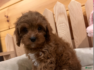 Cavapoo dogs Hazel- POTTY TRAINING NOW - Ad 18