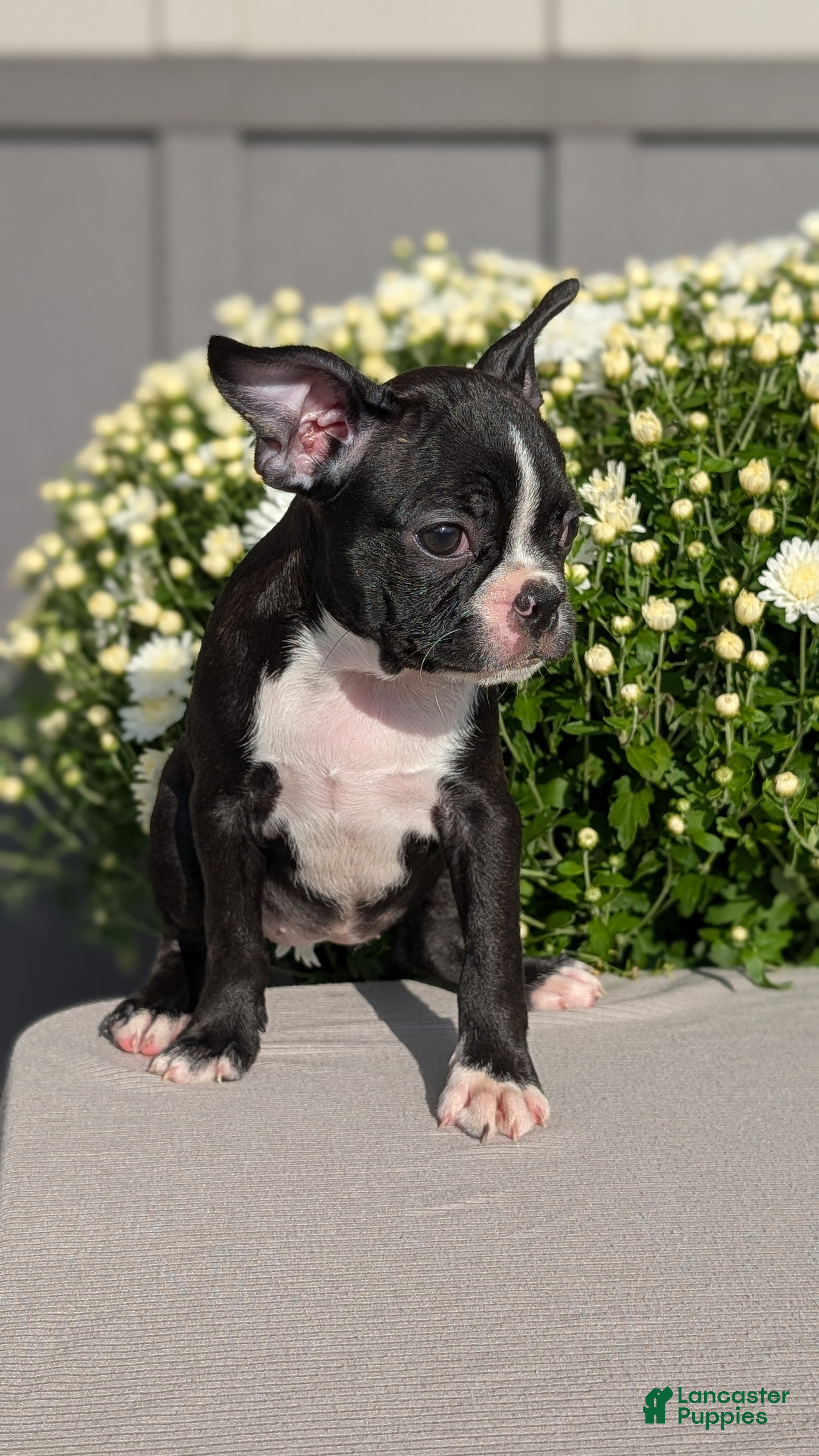 Boston Terrier dogs Tulip - Ad 2