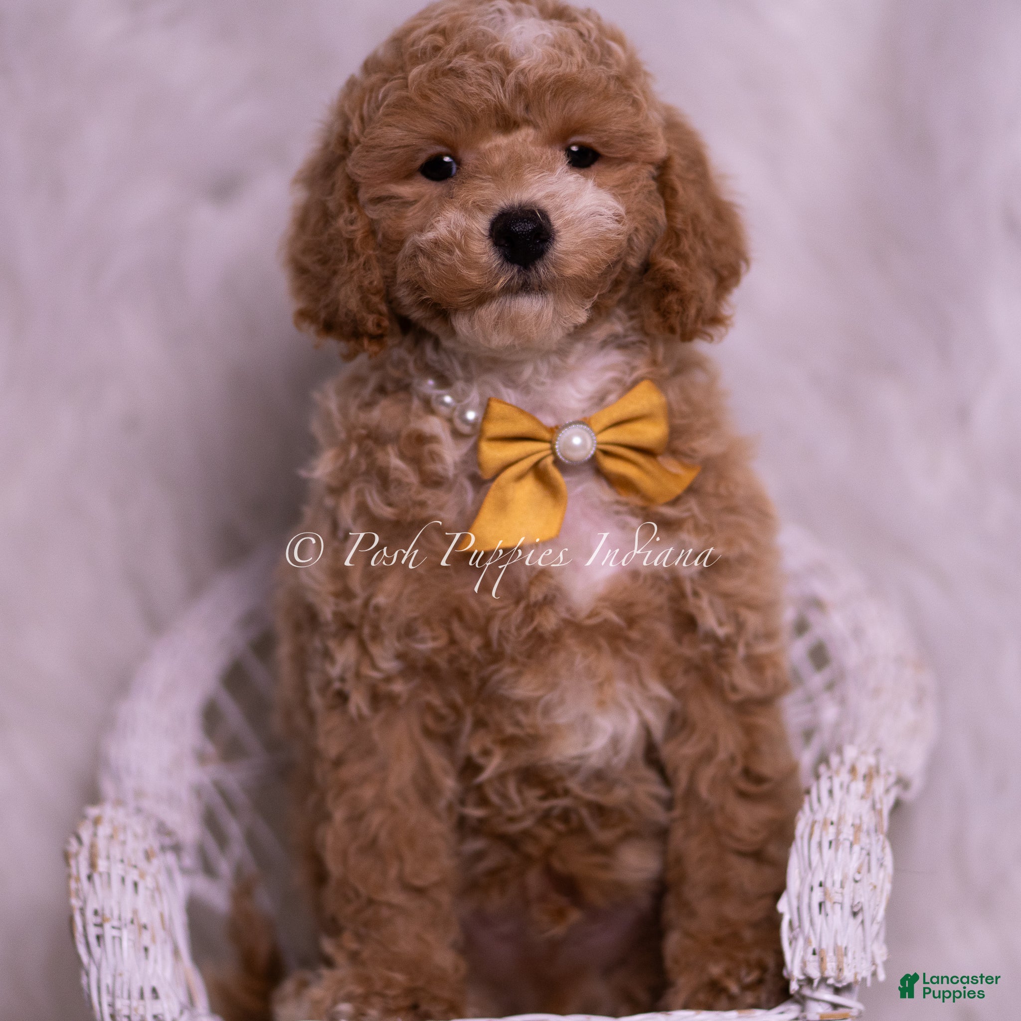 Toy Poodle dogs Marty - Ad 1