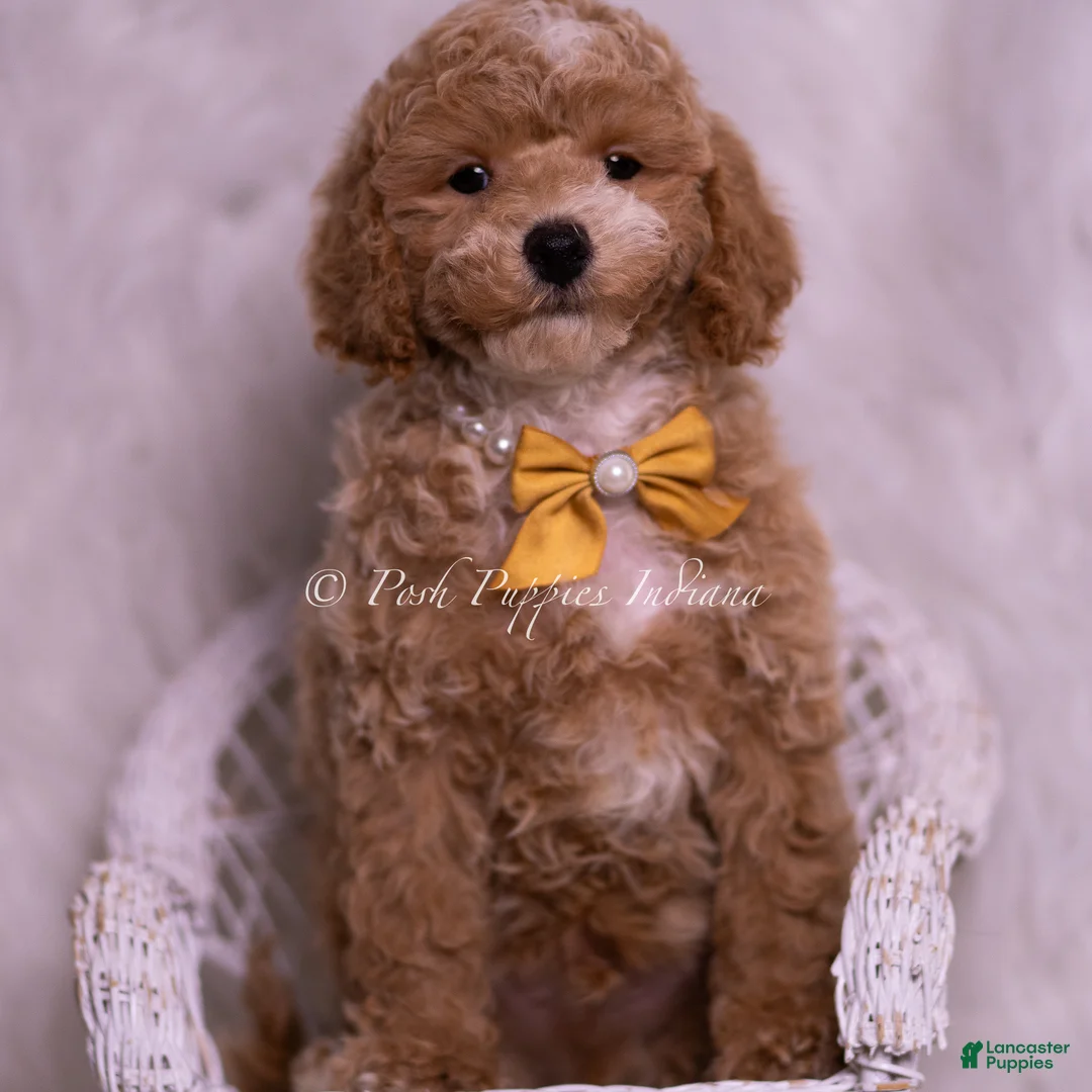 Toy Poodle dogs for sale: Marty - Ad 1