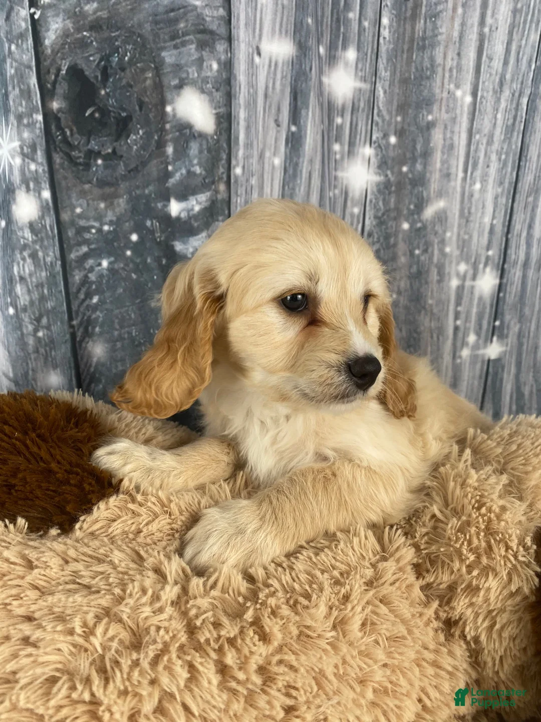 Cavapoo dogs for sale: Bonnie - Ad 2