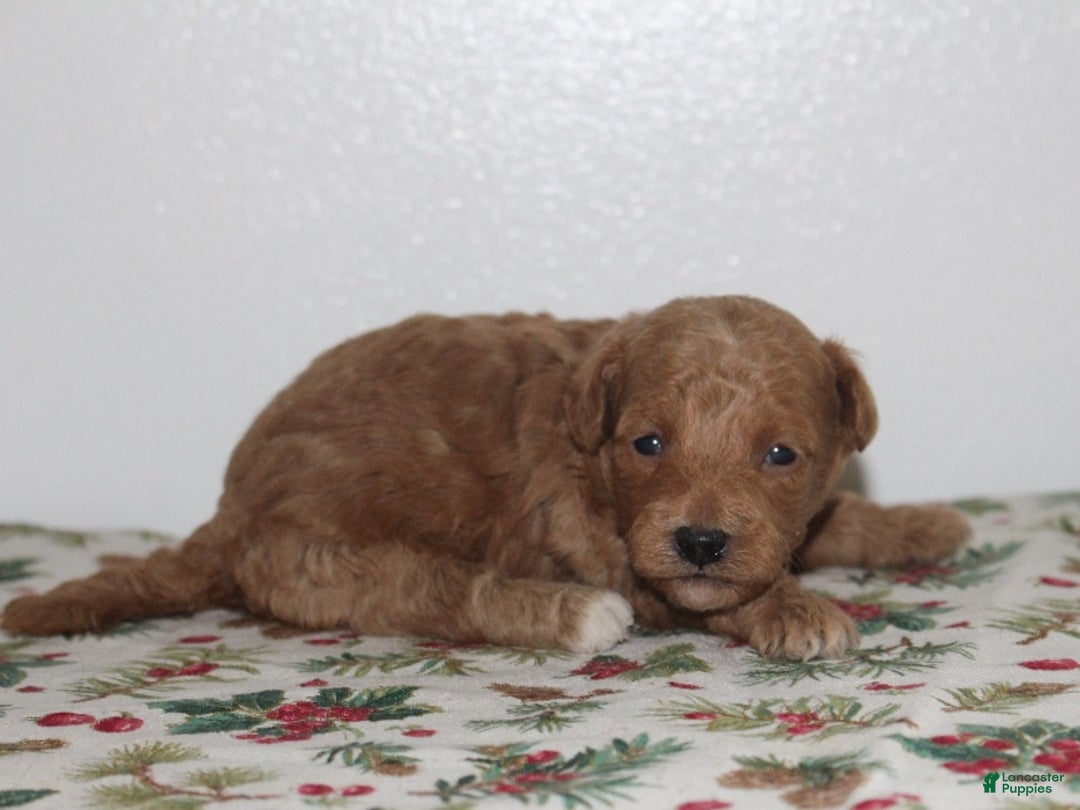 Miniature Poodle dogs for sale: Gina - Ad 1