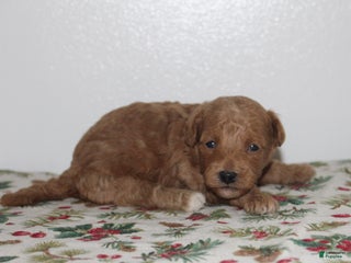 Miniature Poodle dogs Gina - Ad 36