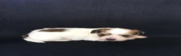 Shihpoo dogs for sale: Ryder - Ad 3