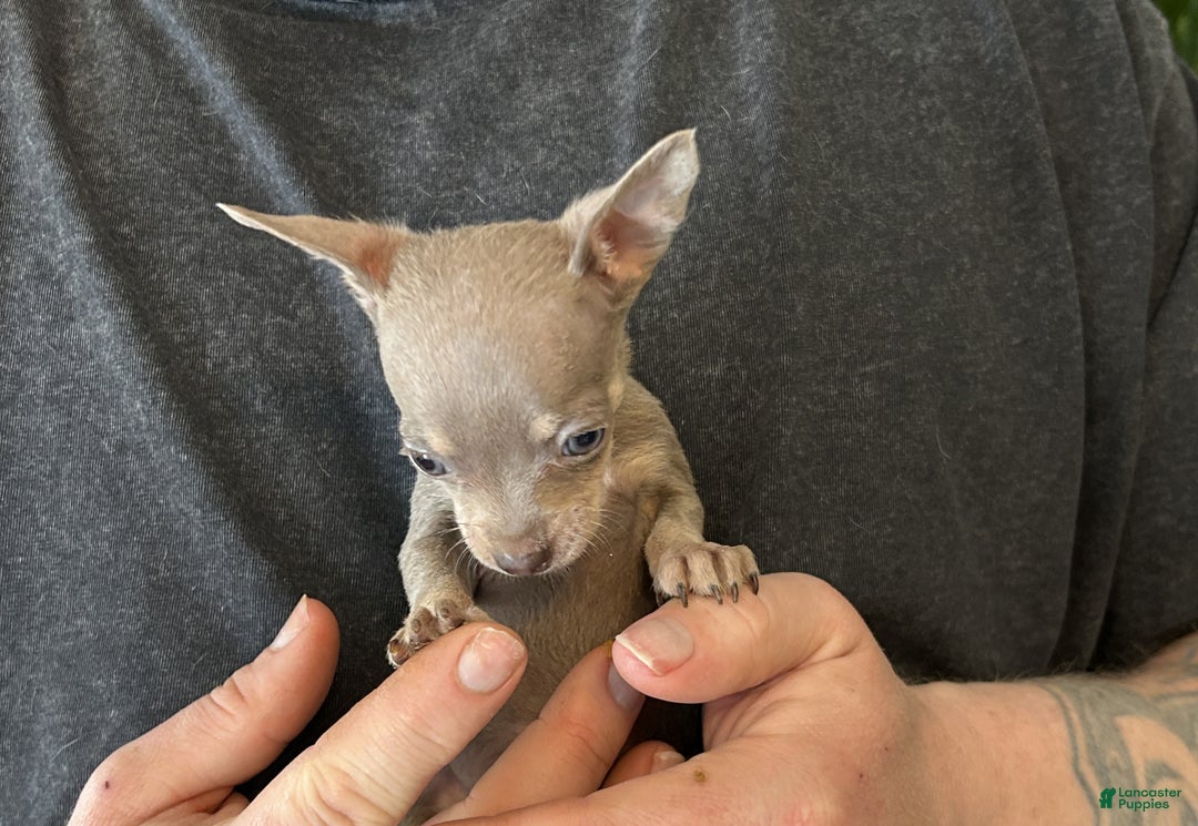 Chihuahua dogs for sale: Lilac Micro - Ad 4