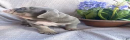 English Bulldog dogs for sale: English Bulldog 10 - Ad 2