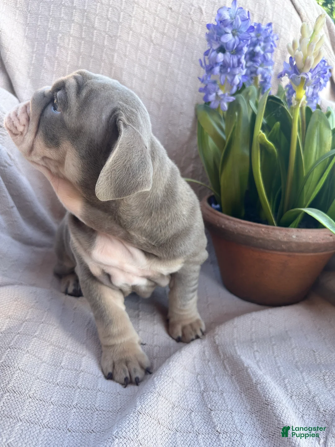 English Bulldog dogs for sale: English Bulldog 10 - Ad 2