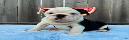 English Bulldog dogs for sale: Danna - Ad 6