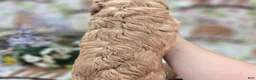 Cockapoo dogs for sale: Knotty - Ad 17