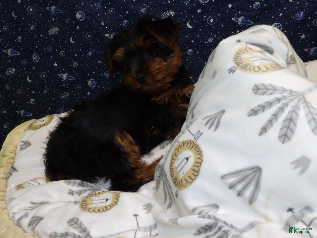 Yorkshire Terrier dogs for sale: Jacob - Ad 6