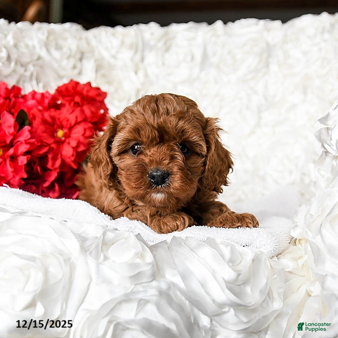 Cavapoo dogs for sale: Noel - Ad 3