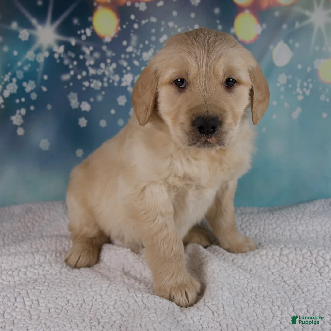 Golden Retriever dogs for sale: Everest - Ad 1