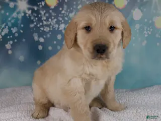 Golden Retriever dogs Everest - Ad 4