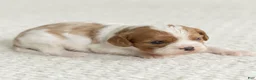 Cavalier King Charles Spaniel dogs for sale: Sunshine Cavalier King Charles Spaniel  - Ad 4