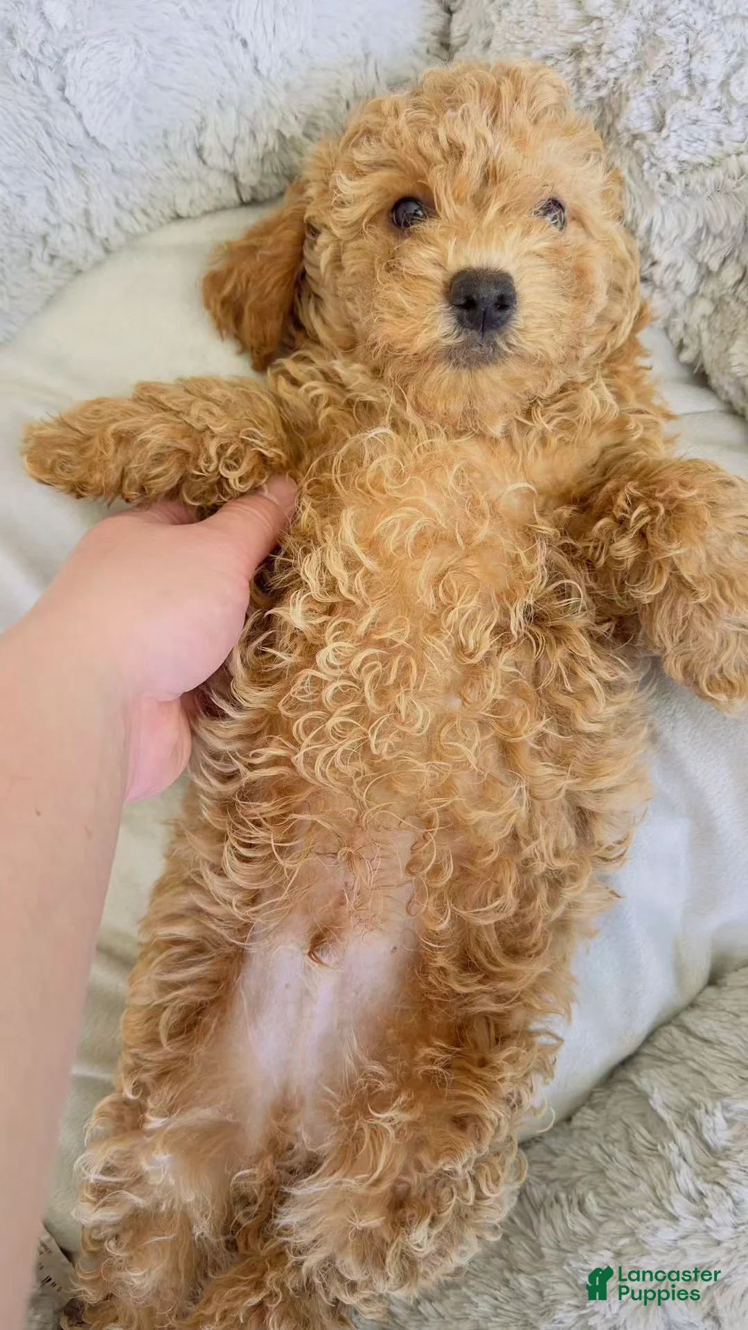 Toy Poodle dogs for sale: po - Ad 2