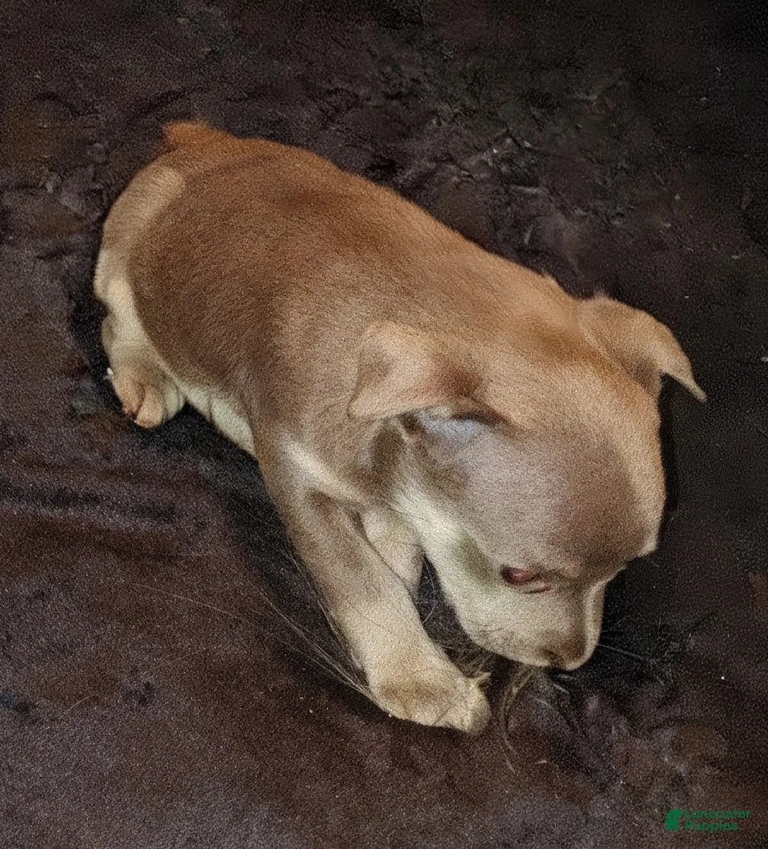 Mixed Breed dogs for sale: Mixed Breed Puppy 1 - Ad 2