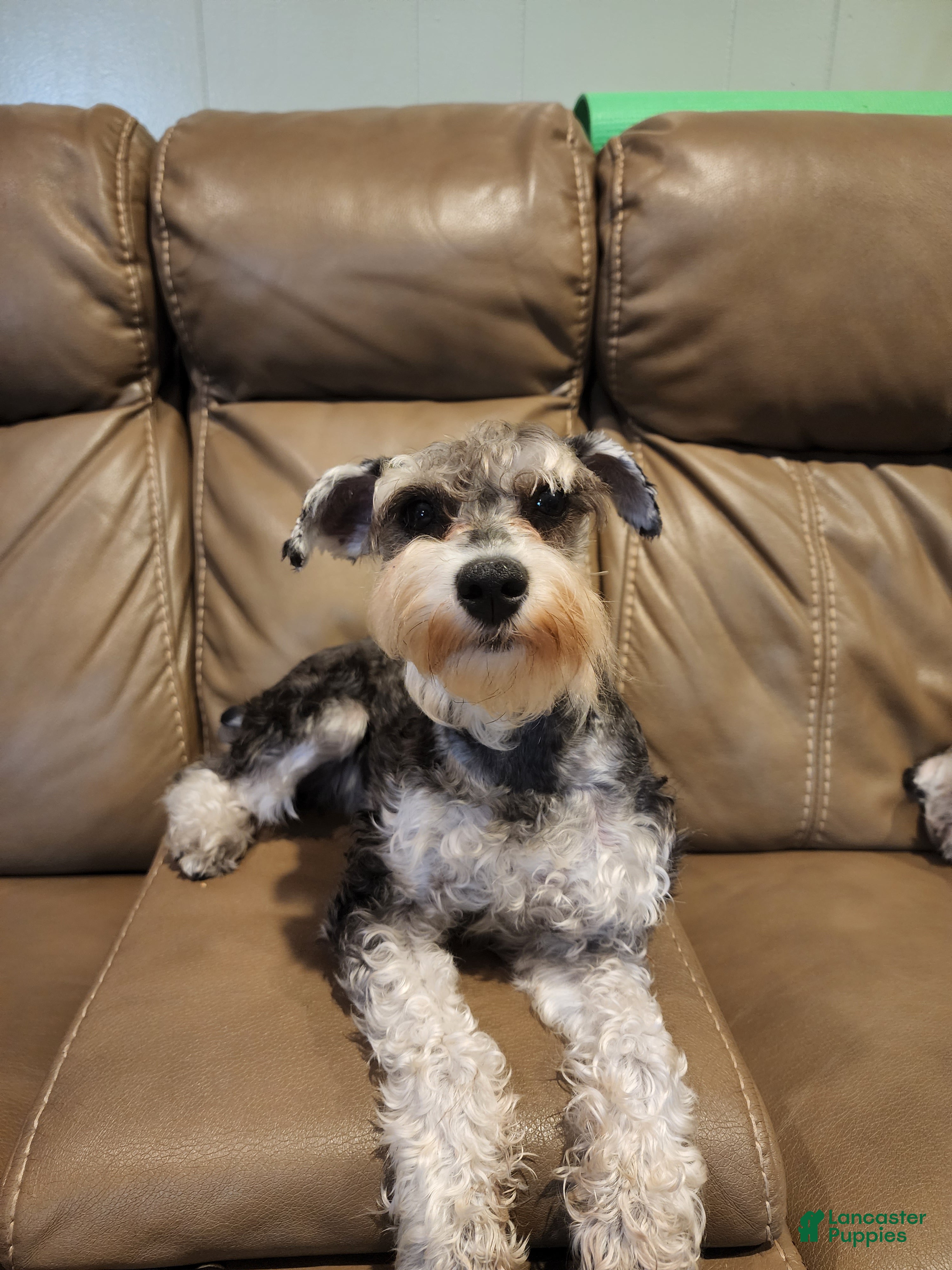Miniature Schnauzer dogs Miniature Schnauzer Puppy 2 - Ad 2