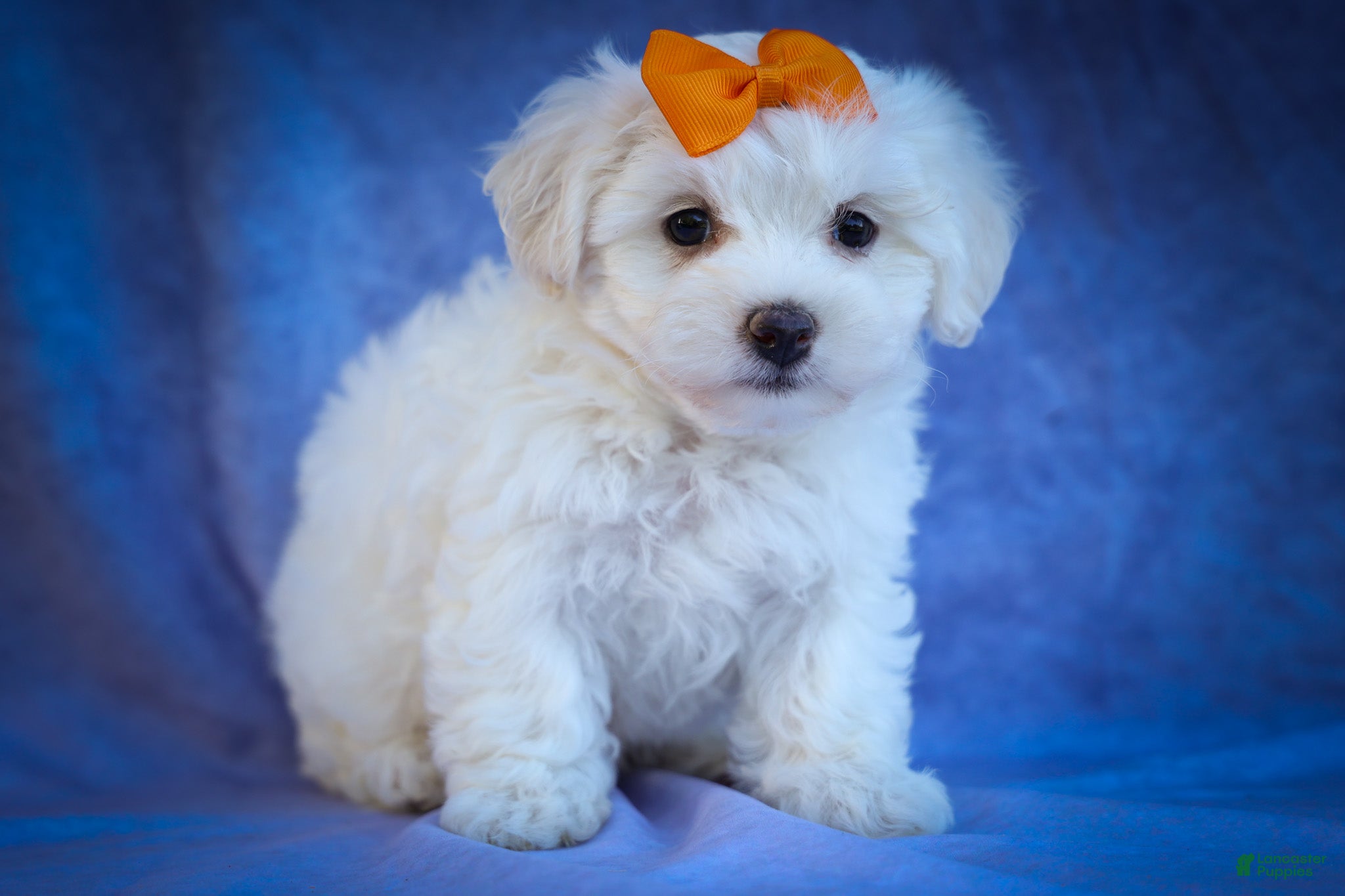 Maltese dogs Diamond🎀 - Ad 1