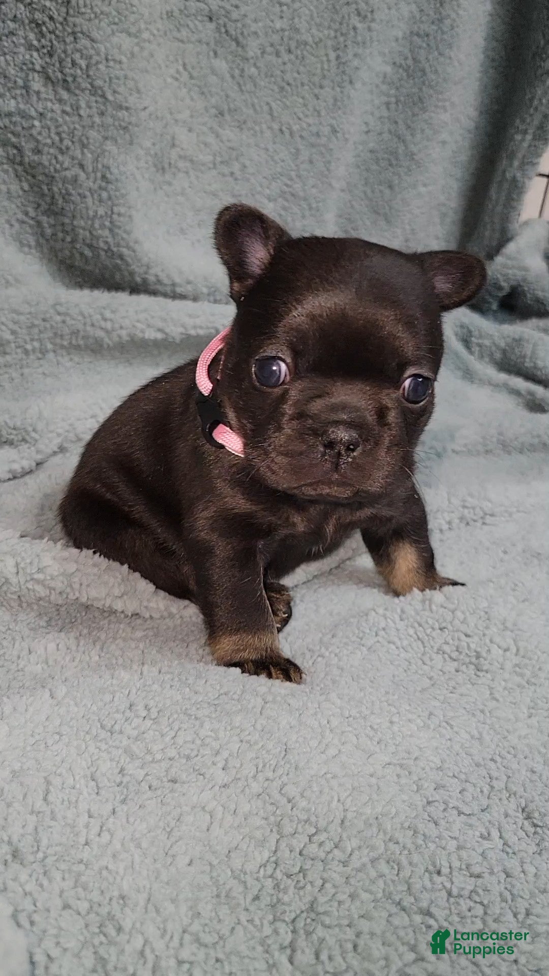 French Bulldog dogs Winnie - Ad 1
