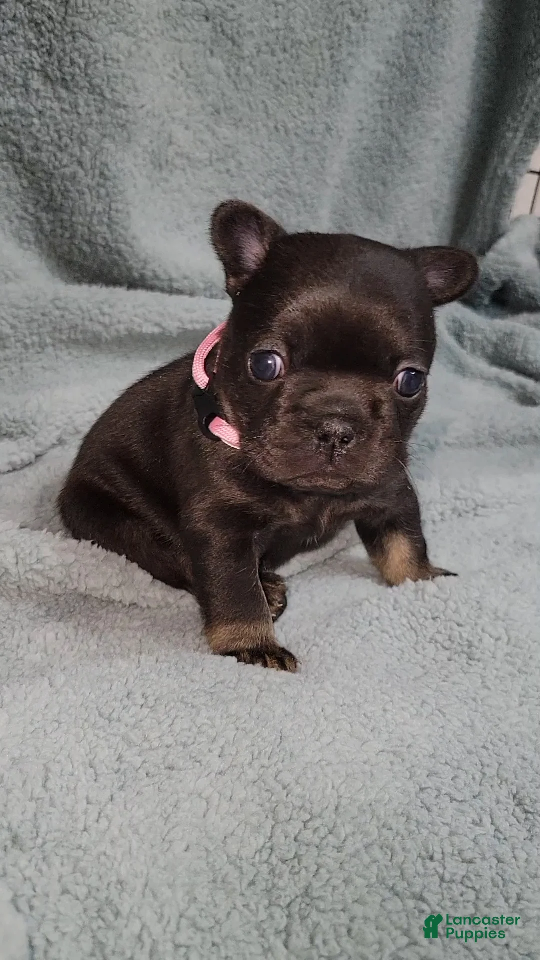 French Bulldog dogs for sale: Winnie - Ad 1