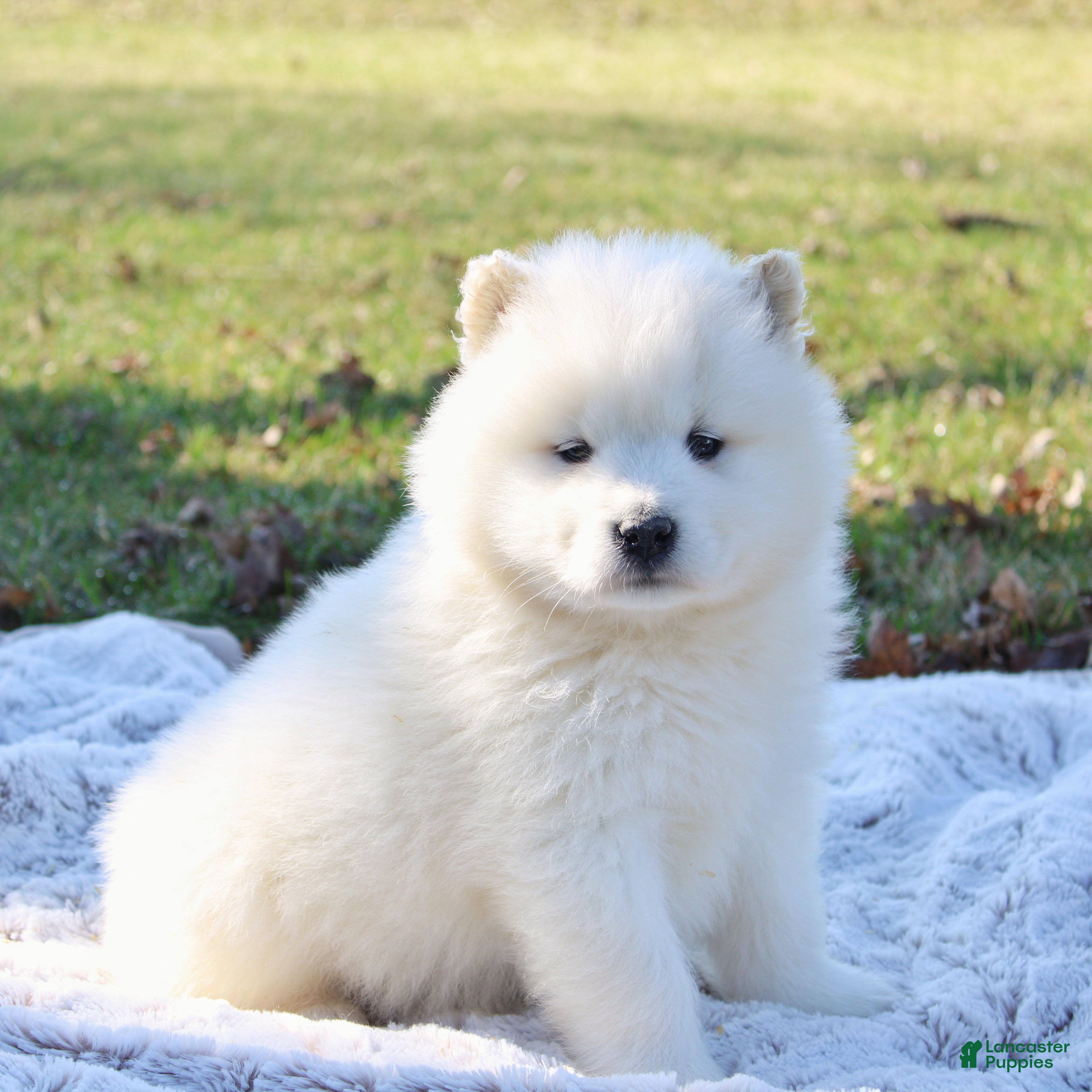 Samoyed dogs Samoyed Puppy 4 - Ad 1