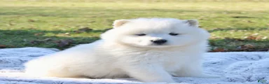 Samoyed Puppy 4