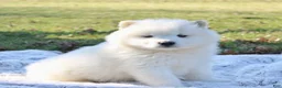Samoyed dogs for sale: Samoyed Puppy 4 - Ad 1