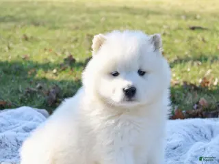 Samoyed dogs for sale: Samoyed Puppy 4 - Ad 3
